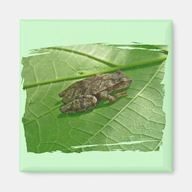 Spring Peeper (Pseudacris crucifer) Treefrog Items Magnet (Front)