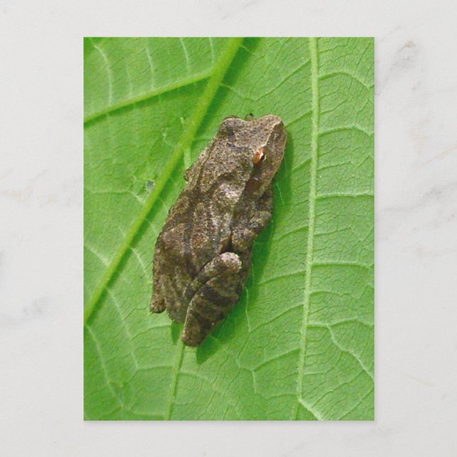 Spring Peeper (Pseudacris crucifer) Treefrog Items Postcard (Front)