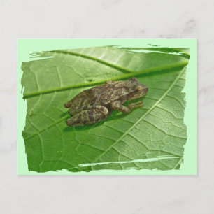 Spring Peeper (Pseudacris crucifer) Treefrog Items Postcard