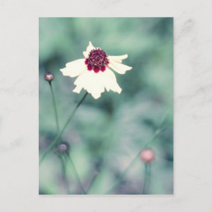Spring Photography Blooming Flower Postcard