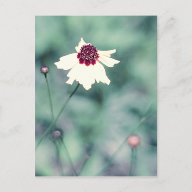 Spring Photography Blooming Flower Postcard (Front)