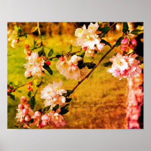 Spring Pink And White Blossoms Grunge Abstract Poster