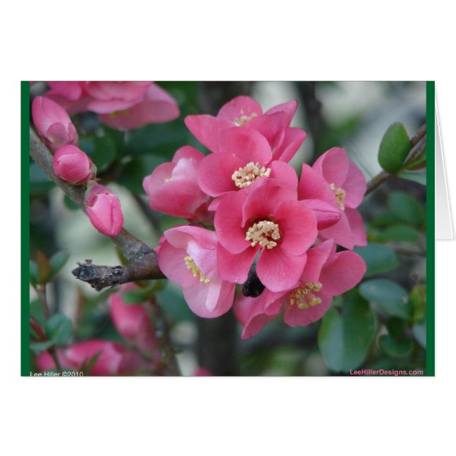 Spring Pink Blooming Flowering Quince (Front Horizontal)