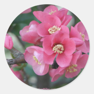 Spring Pink Blooming Flowering Quince Classic Round Sticker