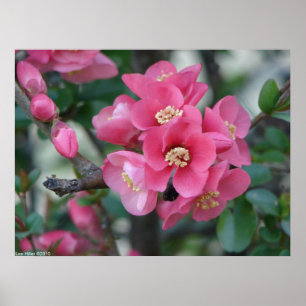Spring Pink Blooming Flowering Quince Poster