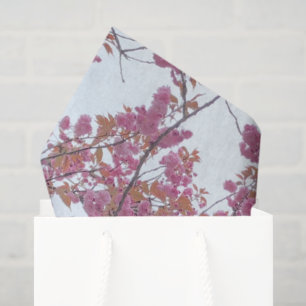 Spring Pink Cherry Blossoms Blue Sky Hanami        Tissue Paper