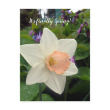 Spring Pink Cup Daffodil