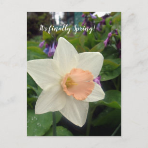 Spring Pink Cup Daffodil Postcard