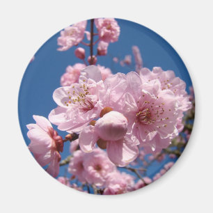 Spring Pink Flower Tree Blossoms magnet Blue Sky