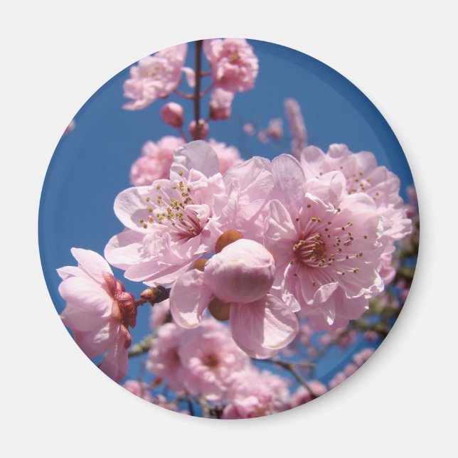 Spring Pink Flower Tree Blossoms magnet Blue Sky (Front)