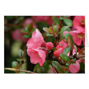 Spring Pink Flowering Quince
