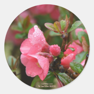 Spring Pink Flowering Quince Classic Round Sticker