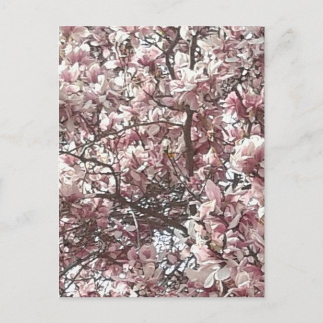 Spring Pink Magnolia Postcard (Front)