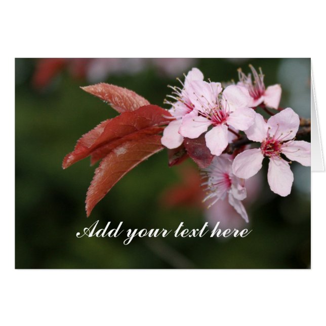 spring pink plum flowers (Front Horizontal)