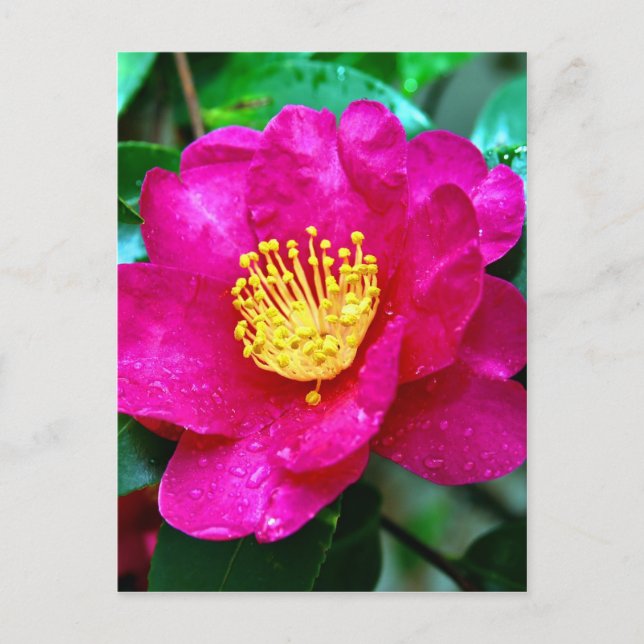 Spring Pink Postcard (Front)