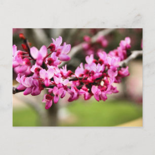 Spring Pink Postcard