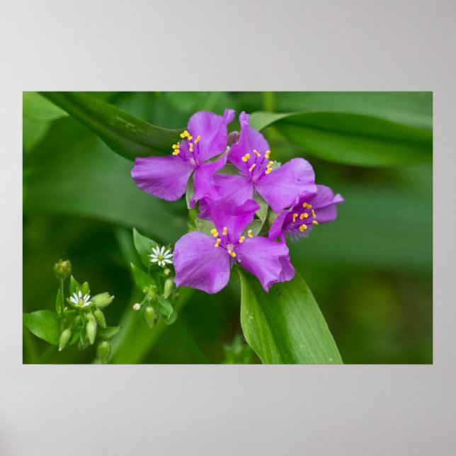 Spring Pink Spiderwort & Chickweed Poster (Front)