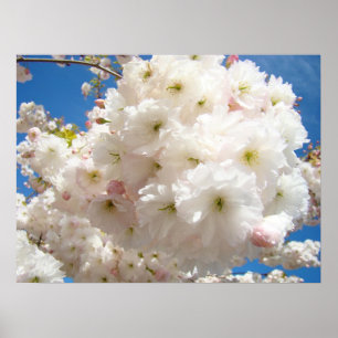 Spring Pink Tree Blossoms Fine Art Prints Floral