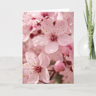 Spring Pink Tree Flower Blossoms Greeting Card