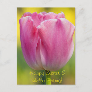 Spring Pink Tulip Postcard