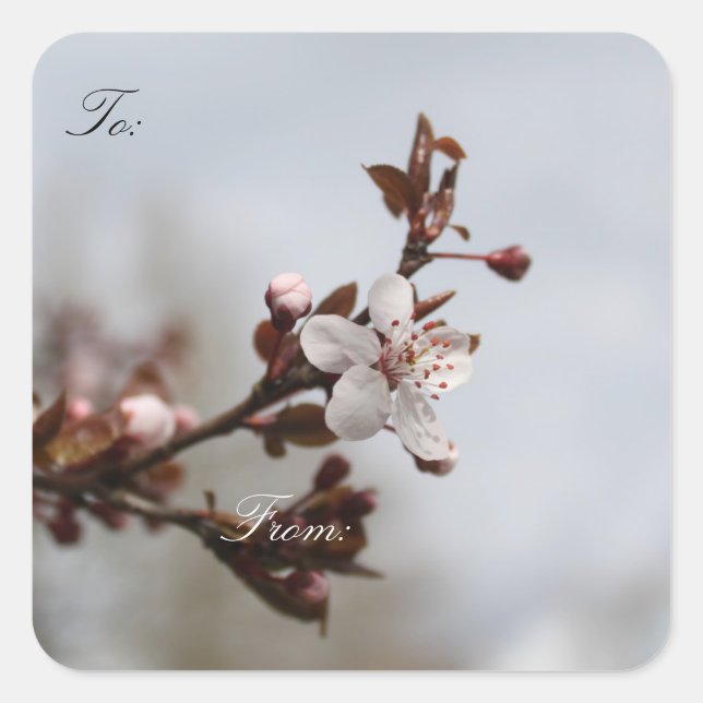 spring plum blossom, Christmas gift wrap labels. Square Sticker (Front)