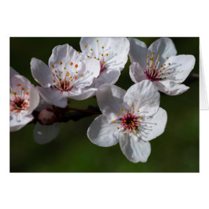 Spring plum blossoms