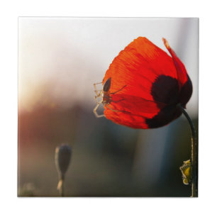 Spring poppy with spider ceramic tile