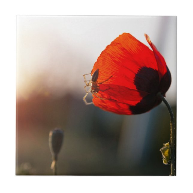 Spring poppy with spider ceramic tile (Front)