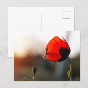 Spring poppy with spider postcard