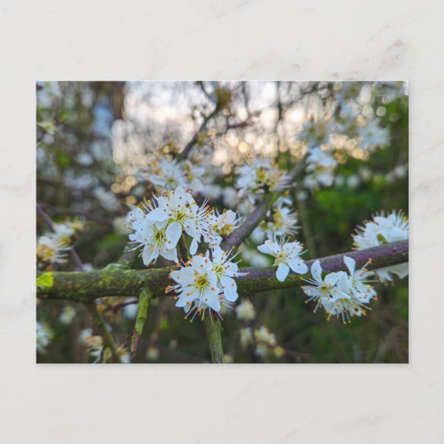 Spring  postcard (Front)