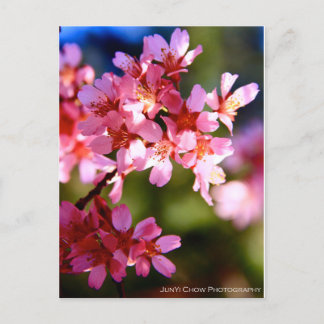 Spring Postcard