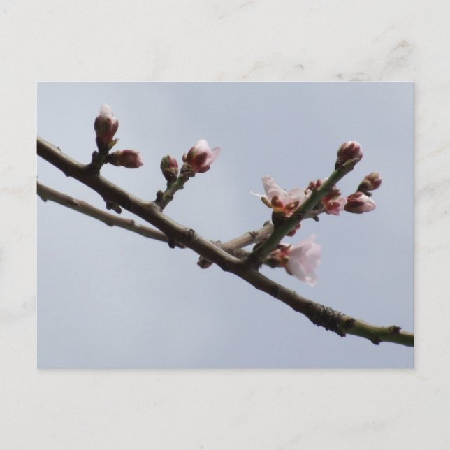 Spring Postcard (Front)