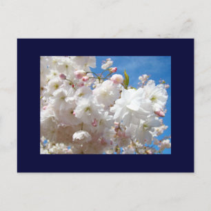 Spring postcards Blue Sky White Pink Blossoms