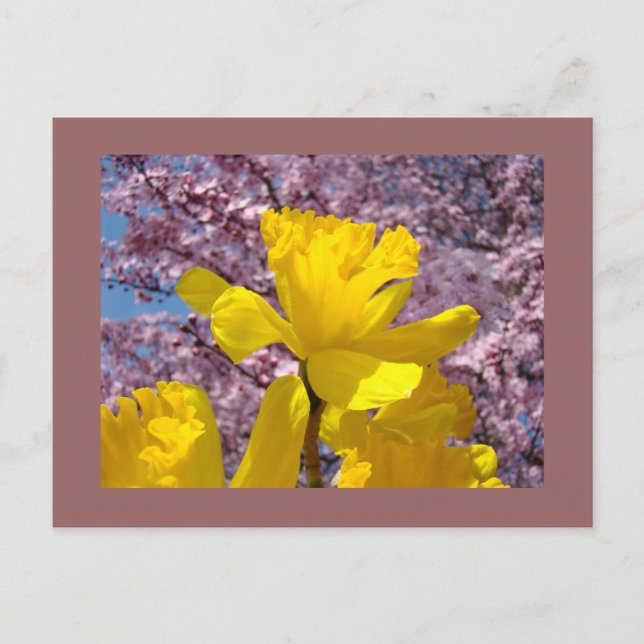 Spring Postcards Yellow Daffodil Pink Blossoms (Front)