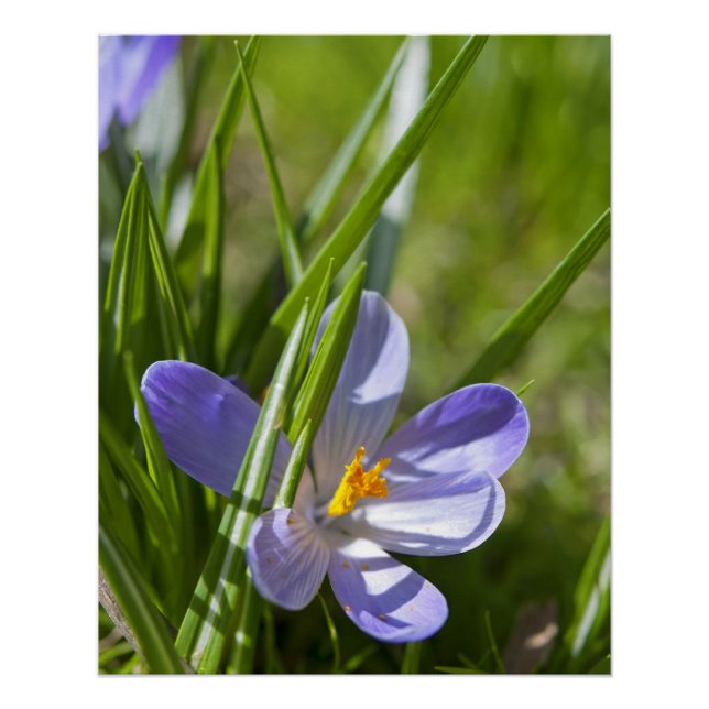 Spring Poster (Front)