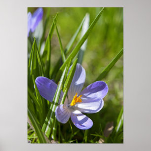 Spring Poster