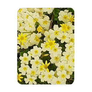 Spring Primroses Flexible Fridge Magnet