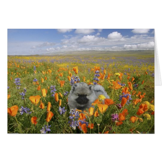 Spring Puppy Notecard