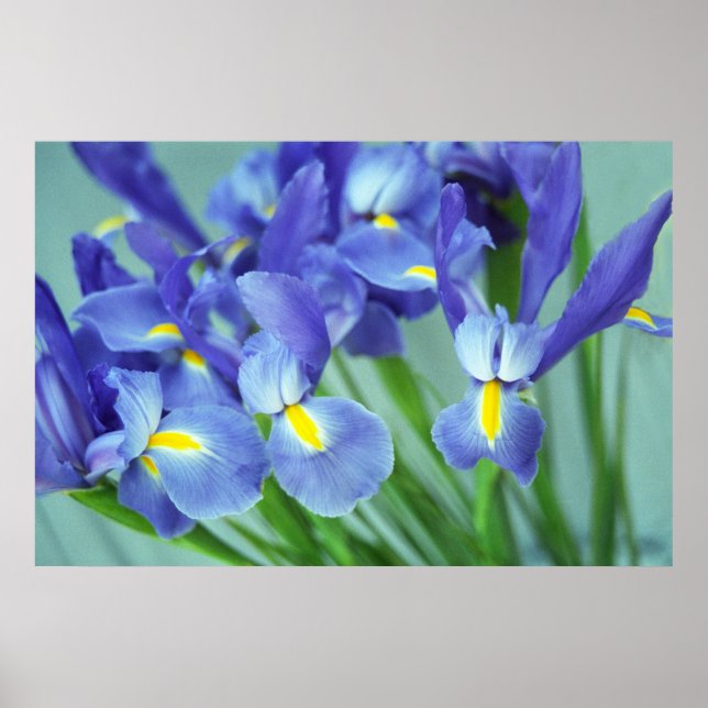 Spring Purple Iris Flowers Poster Art Print (Front)