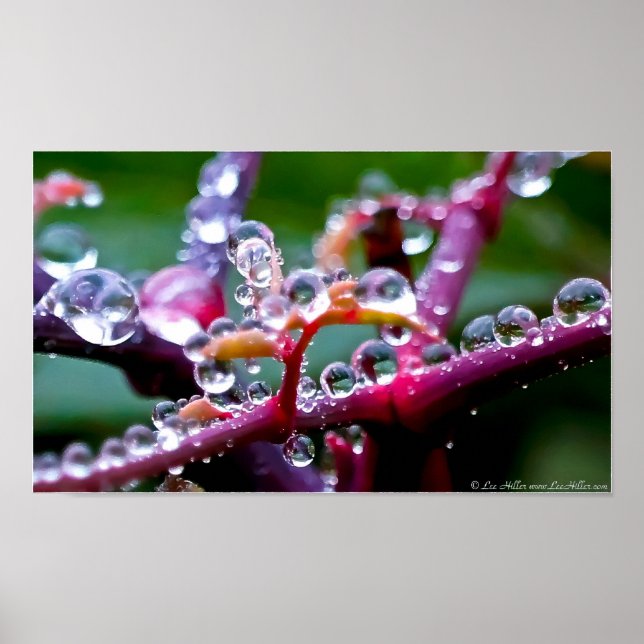 Spring Raindrop Jewels in the Forest Poster (Front)