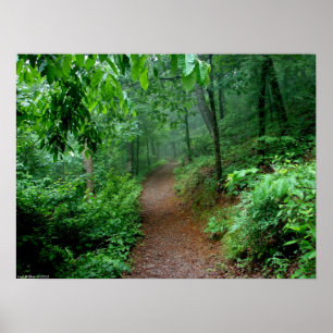 Spring Rainforest Receding Fog On The Trail Poster