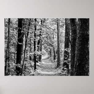 Spring Rainforest Trail in Black and White Poster