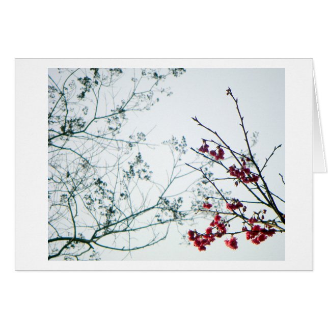 Spring Reach-Out/Cherry Blossoms Blank (Front Horizontal)