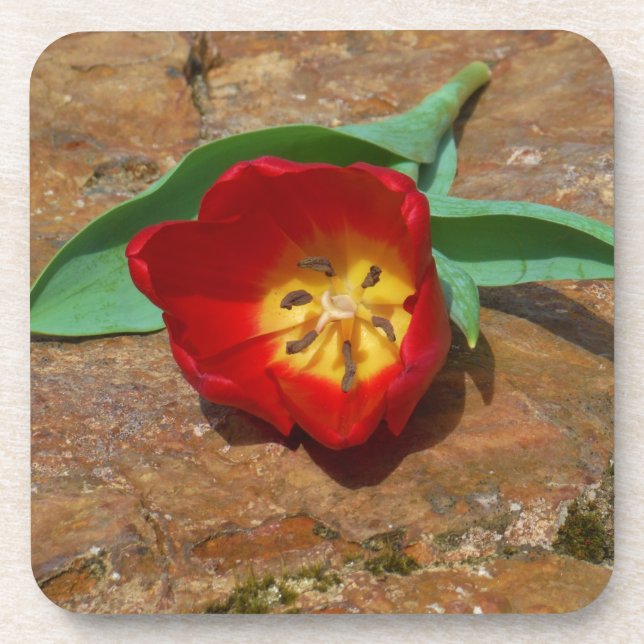 Spring Red Tulip Coaster (Front)