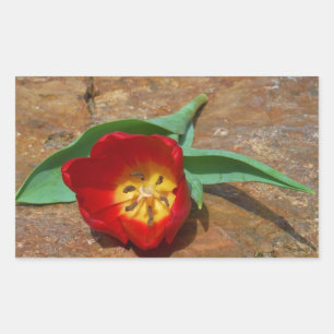 Spring Red Tulip Rectangular Sticker