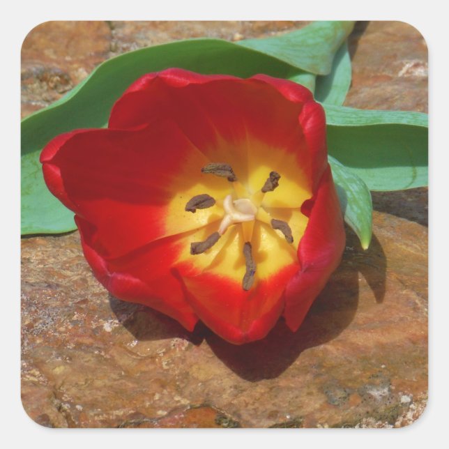 Spring Red Tulip Square Sticker (Front)