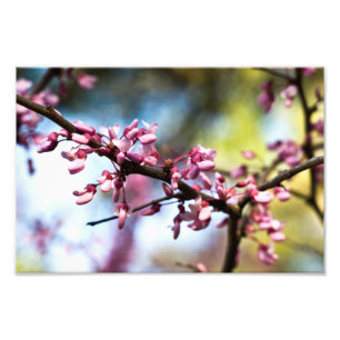 Spring Rhapsody Photo Print