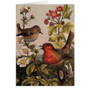 Spring Robin Birds Red Birding