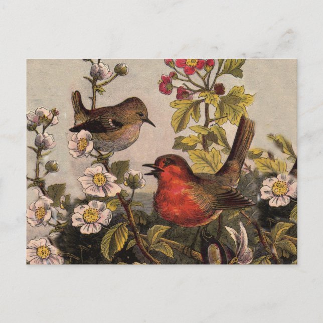 Spring Robin Birds Red Birding Postcard (Front)