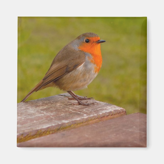 Spring Robin Magnet (Front)